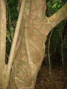 higuerón de montaña, estrangulado