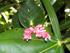 KONICA MINOLTA DIGITAL CAMERA