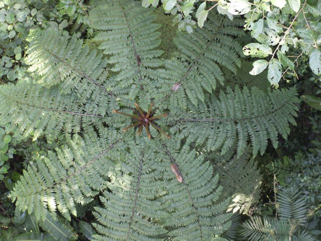 KONICA MINOLTA DIGITAL CAMERA